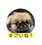 ペキニーズのアッピーその5（個別スタンプ：3）