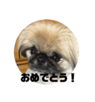 ペキニーズのアッピーその5（個別スタンプ：11）
