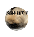 ペキニーズのアッピーその5（個別スタンプ：13）