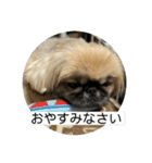 ペキニーズのアッピーその5（個別スタンプ：16）