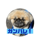 ペキニーズのアッピーその5（個別スタンプ：21）