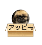 ペキニーズのアッピーその5（個別スタンプ：23）