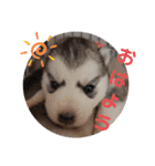 CrystalHasMaraDogs（個別スタンプ：1）