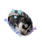 CrystalHasMaraDogs（個別スタンプ：2）