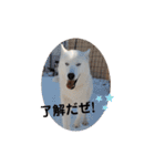CrystalHasMaraDogs（個別スタンプ：3）