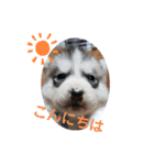 CrystalHasMaraDogs（個別スタンプ：4）