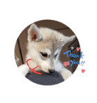 CrystalHasMaraDogs（個別スタンプ：5）