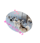CrystalHasMaraDogs（個別スタンプ：6）