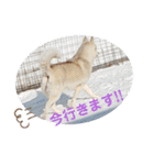 CrystalHasMaraDogs（個別スタンプ：8）