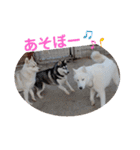 CrystalHasMaraDogs（個別スタンプ：11）