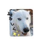 CrystalHasMaraDogs（個別スタンプ：13）