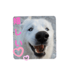 CrystalHasMaraDogs（個別スタンプ：14）