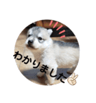 CrystalHasMaraDogs（個別スタンプ：15）