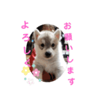CrystalHasMaraDogs（個別スタンプ：16）