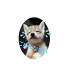 CrystalHasMaraDogs（個別スタンプ：17）