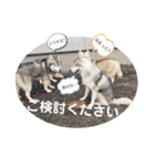 CrystalHasMaraDogs（個別スタンプ：19）