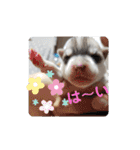 CrystalHasMaraDogs（個別スタンプ：21）