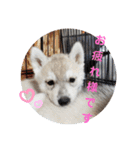 CrystalHasMaraDogs（個別スタンプ：23）