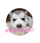 CrystalHasMaraDogs（個別スタンプ：24）