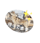 CrystalHasMaraDogs（個別スタンプ：25）