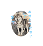 CrystalHasMaraDogs（個別スタンプ：26）