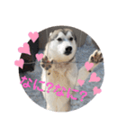 CrystalHasMaraDogs（個別スタンプ：27）