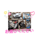 CrystalHasMaraDogs（個別スタンプ：28）