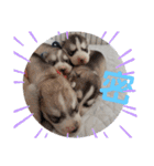 CrystalHasMaraDogs（個別スタンプ：29）