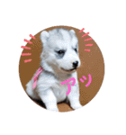 CrystalHasMaraDogs（個別スタンプ：30）