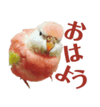 オカメインコとアキクサインコ（個別スタンプ：1）