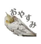 オカメインコとアキクサインコ（個別スタンプ：2）