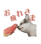 オカメインコとアキクサインコ（個別スタンプ：3）