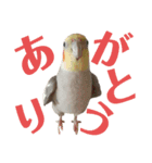 オカメインコとアキクサインコ（個別スタンプ：5）
