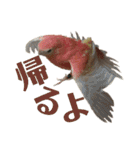 オカメインコとアキクサインコ（個別スタンプ：7）