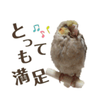 オカメインコとアキクサインコ（個別スタンプ：8）