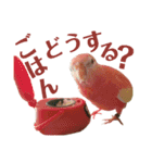 オカメインコとアキクサインコ（個別スタンプ：9）