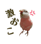 オカメインコとアキクサインコ（個別スタンプ：10）