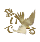 オカメインコとアキクサインコ（個別スタンプ：11）