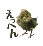 オカメインコとアキクサインコ（個別スタンプ：12）