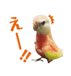 オカメインコとアキクサインコ（個別スタンプ：13）