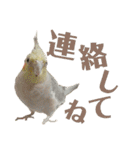 オカメインコとアキクサインコ（個別スタンプ：14）