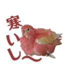 オカメインコとアキクサインコ（個別スタンプ：16）