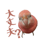 オカメインコとアキクサインコ（個別スタンプ：17）