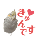 オカメインコとアキクサインコ（個別スタンプ：18）