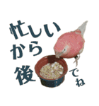 オカメインコとアキクサインコ（個別スタンプ：19）