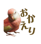 オカメインコとアキクサインコ（個別スタンプ：21）