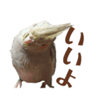 オカメインコとアキクサインコ（個別スタンプ：23）
