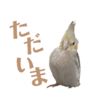 オカメインコとアキクサインコ（個別スタンプ：24）