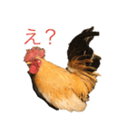 ニワトリ好きのスタンプ（個別スタンプ：1）