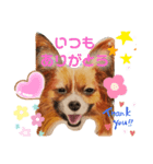 いぶぅクン_1（個別スタンプ：4）